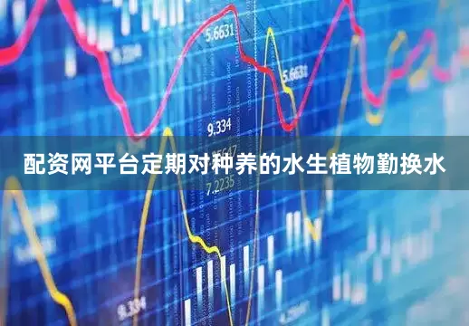 配资网平台定期对种养的水生植物勤换水